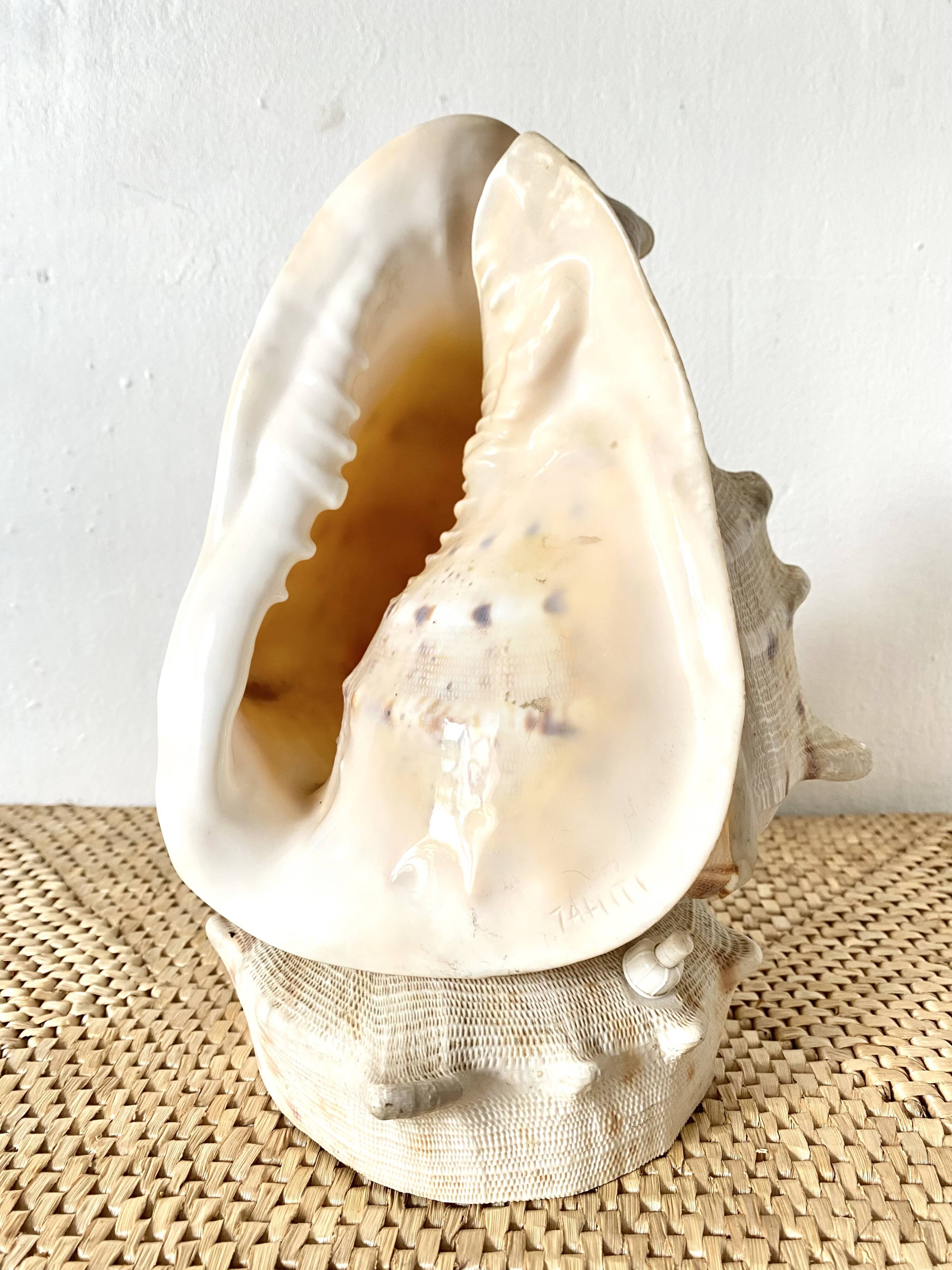 Lampe veilleuse en coquillage casque royal Tahiti