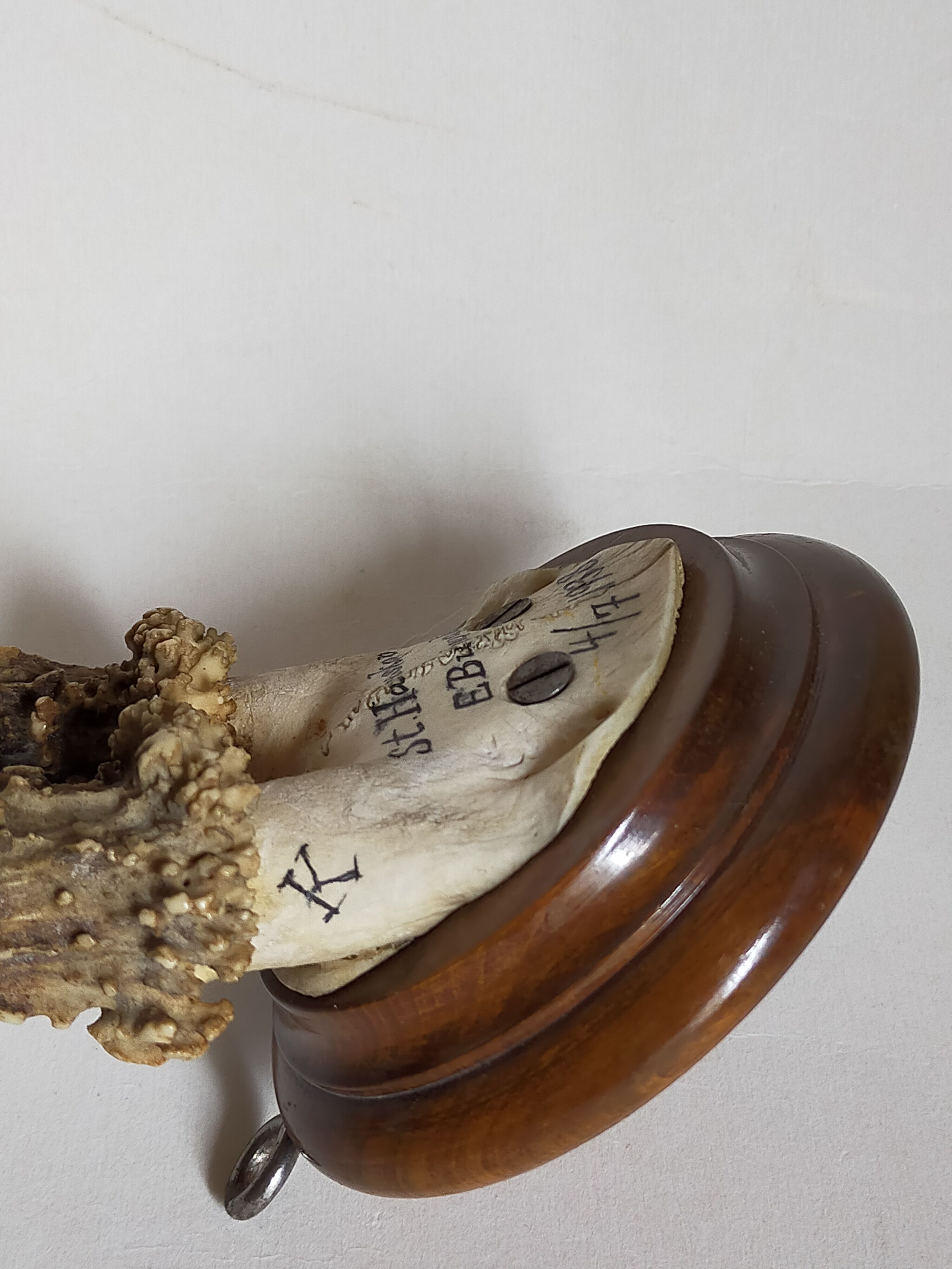 Scandinavian hunting trophy old 30 years