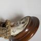 Scandinavian hunting trophy old 30 years