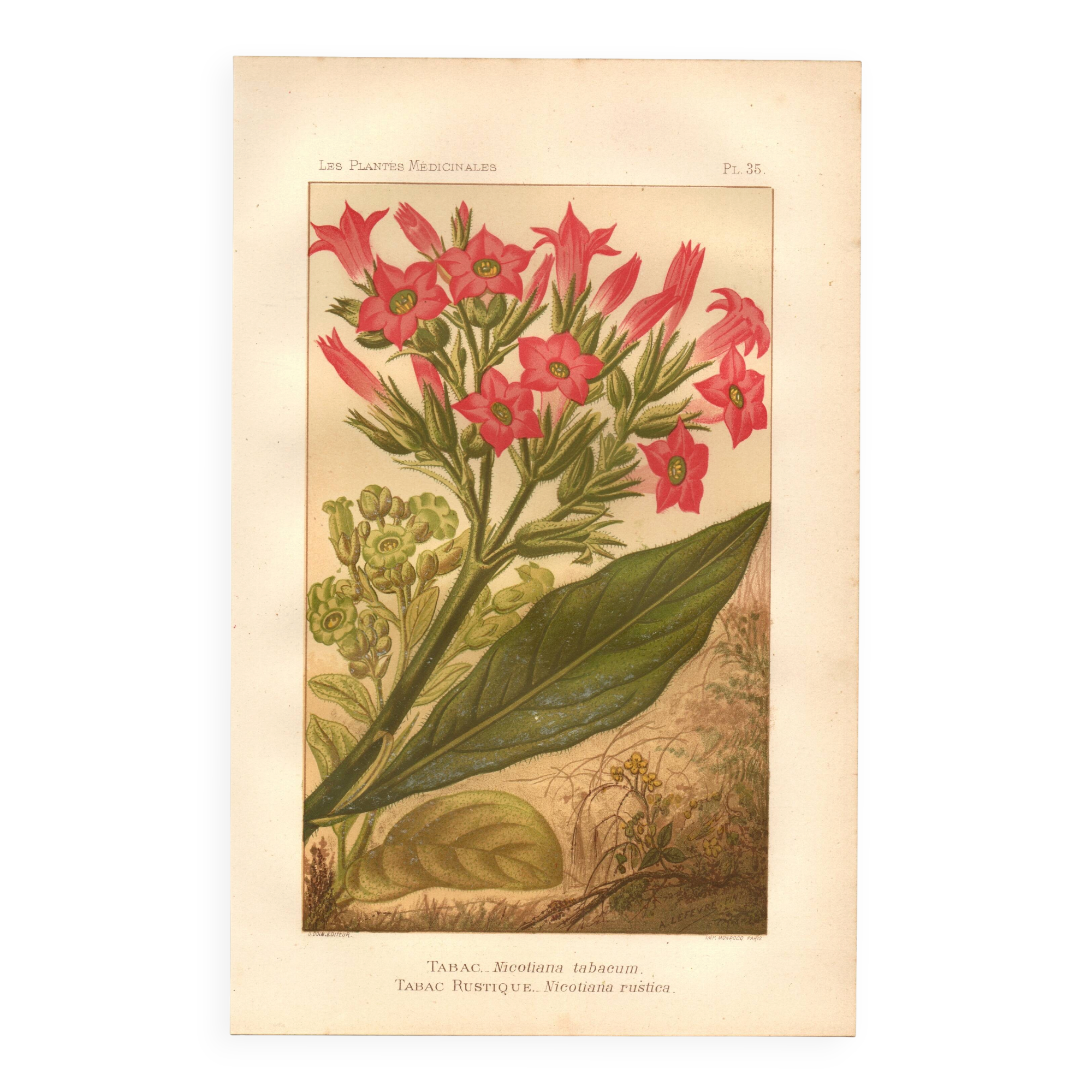 Botanical engraving from 1889 - Flowering tobacco - Lithographic flower plate