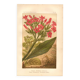 Botanical engraving from 1889 - Flowering tobacco - Lithographic flower plate