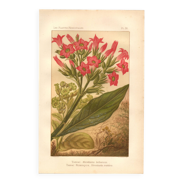 Botanical engraving from 1889 - Flowering tobacco - Lithographic flower plate
