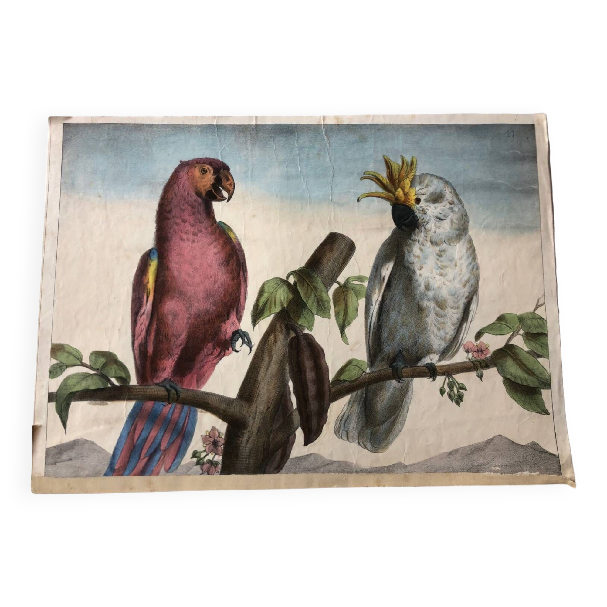 Zoological school poster representing a cockatoo and a macaw