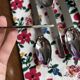 Set of 6 silver-plated table spoons by Hermès, "Charnière"