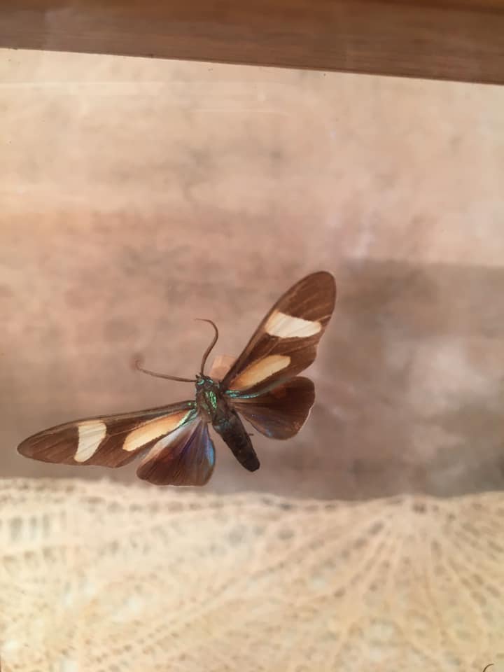 Wooden frame with 2 butterflies, Urania ripheus from Madagascar and, - Synthomidae from Mexico