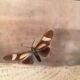 Wooden frame with 2 butterflies, Urania ripheus from Madagascar and, - Synthomidae from Mexico