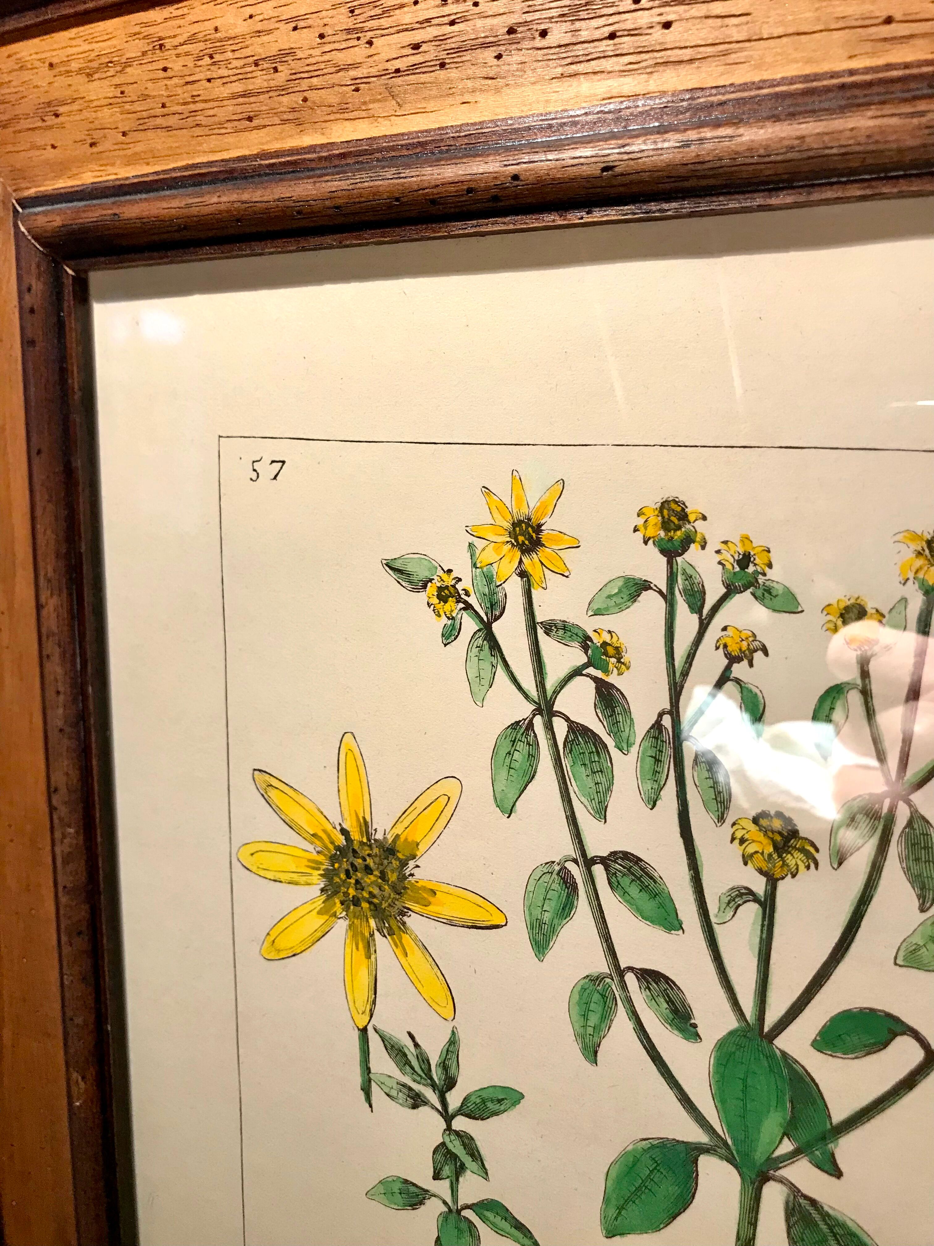 Painting golden yellow flowers wooden frame vintage botanical encyclopedia Lamarck