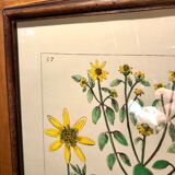 Painting golden yellow flowers wooden frame vintage botanical encyclopedia Lamarck