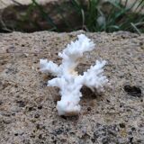White coral branch