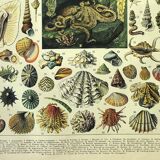 Gravure ancienne 1897 A. Millot - Mollusque, coquillage, poisson
