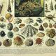 Antique engraving 1897 A. Millot - Mollusc, shellfish, fish