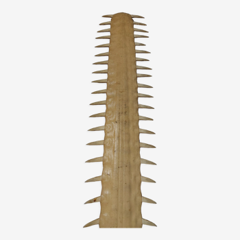 LARGE SAWFISH ROSTRUM