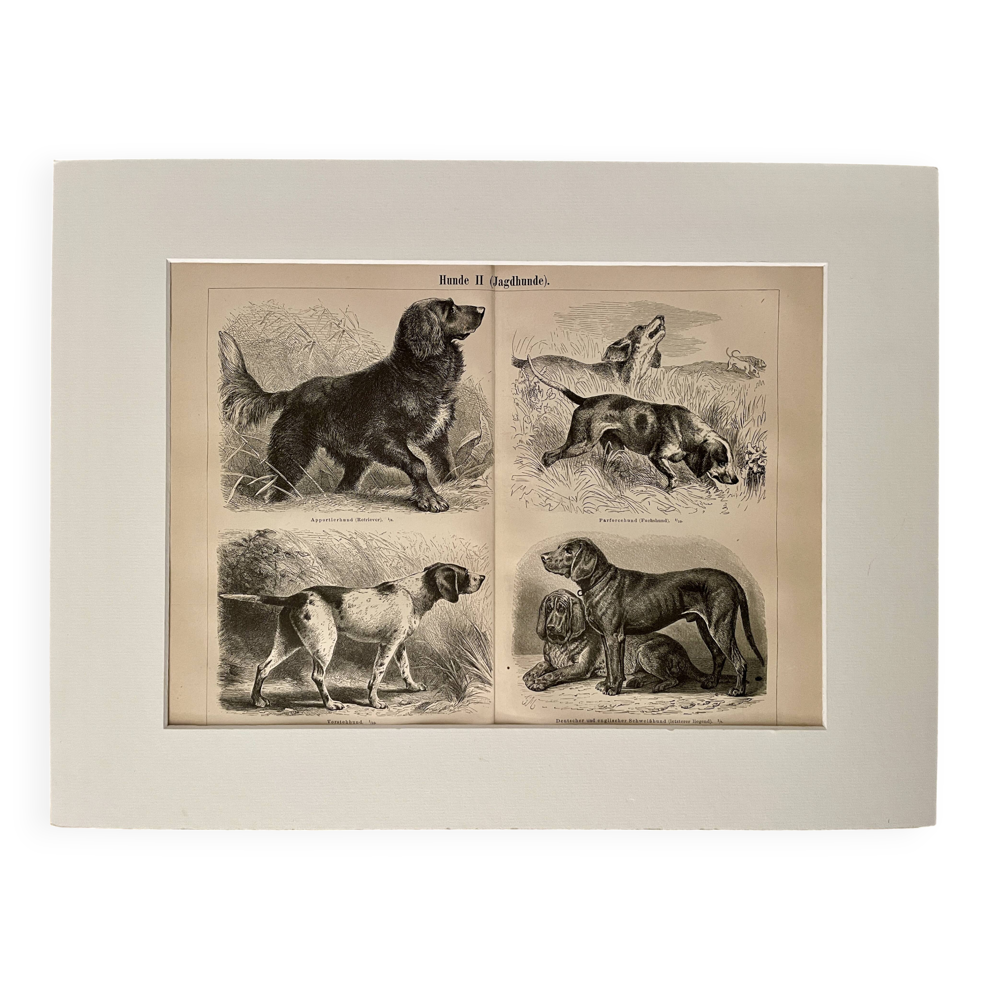 Illustrated plate on hunting dogs (retriever, German shorthaired pointer, dachshund) – 1890