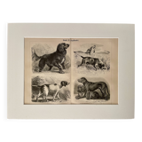 Planche illustrée sur les chiens de chasse (retriever, braque allemand, teckel) – 1890