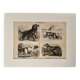 Illustrated plate on hunting dogs (retriever, German shorthaired pointer, dachshund) – 1890