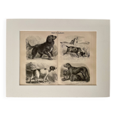 Planche illustrée sur les chiens de chasse (retriever, braque allemand, teckel) – 1890