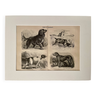 Illustrated plate on hunting dogs (retriever, German shorthaired pointer, dachshund) – 1890
