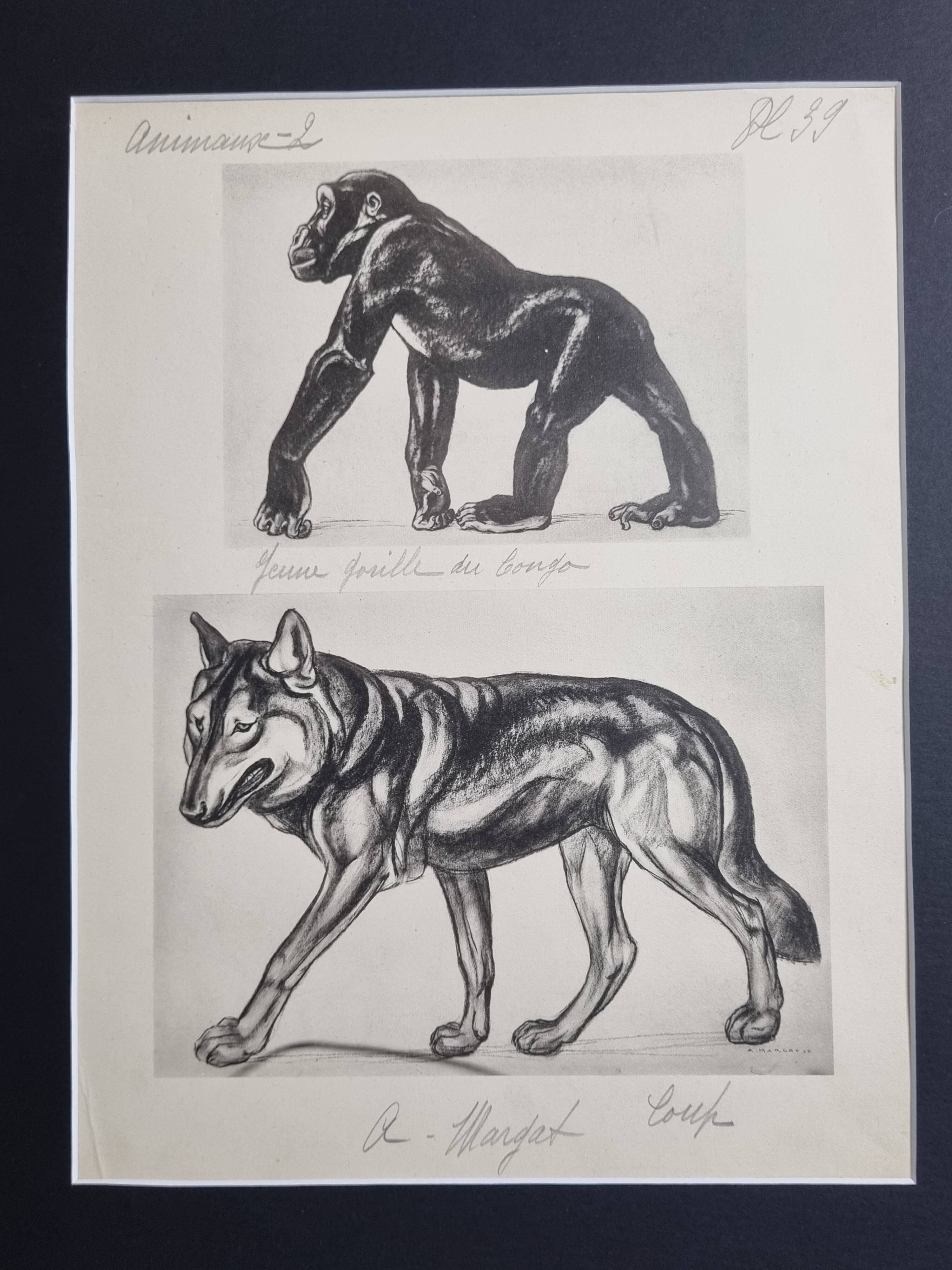 Illustrated plate, Studies of Gorilla and Wolf, Signed A. Margat, 1930