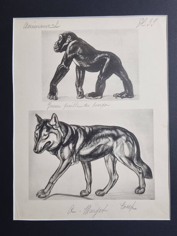 Planche illustrée, Études de Gorille et de Loup, Signée A. Margat, 1930