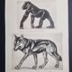 Illustrated plate, Studies of Gorilla and Wolf, Signed A. Margat, 1930
