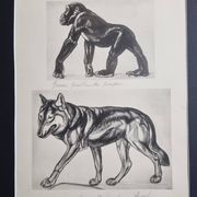 Illustrated plate, Studies of Gorilla and Wolf, Signed A. Margat, 1930