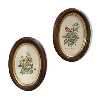 Paire de gravures botanique