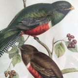 Set of 2 ornithological lithographs