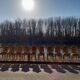 Series of 12 chairs style Henri II Napoleon III