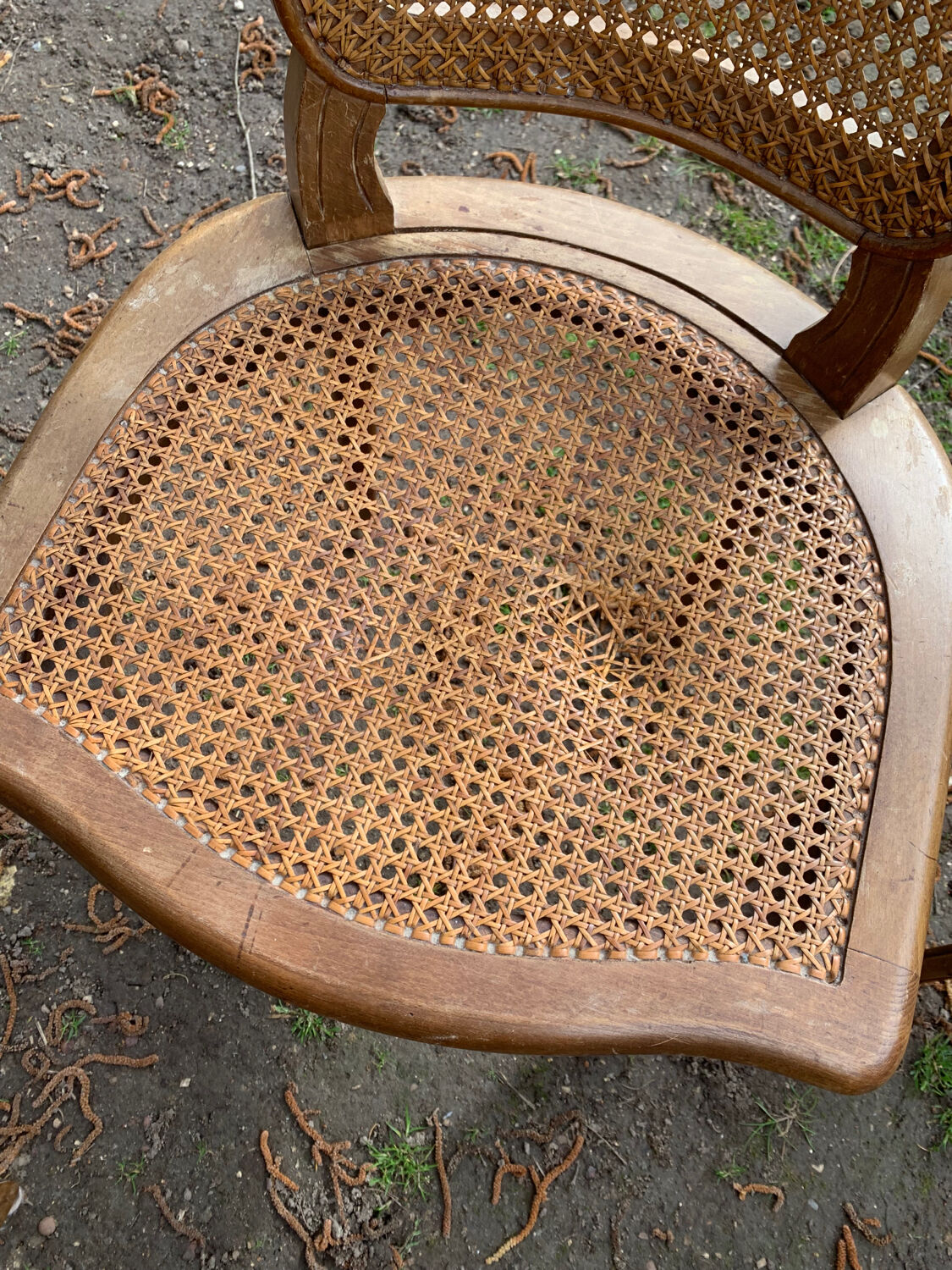 Lot de 6 chaises Louis Philippe cannées époque 19ème