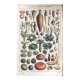 Planche vintage originale légumes