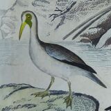 Original ornithological plate " Pelican - Cormorant - &c... Buffon (1837)