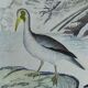Planche ornithologique originale " Pélican - Cormoran - &c... Buffon 1837