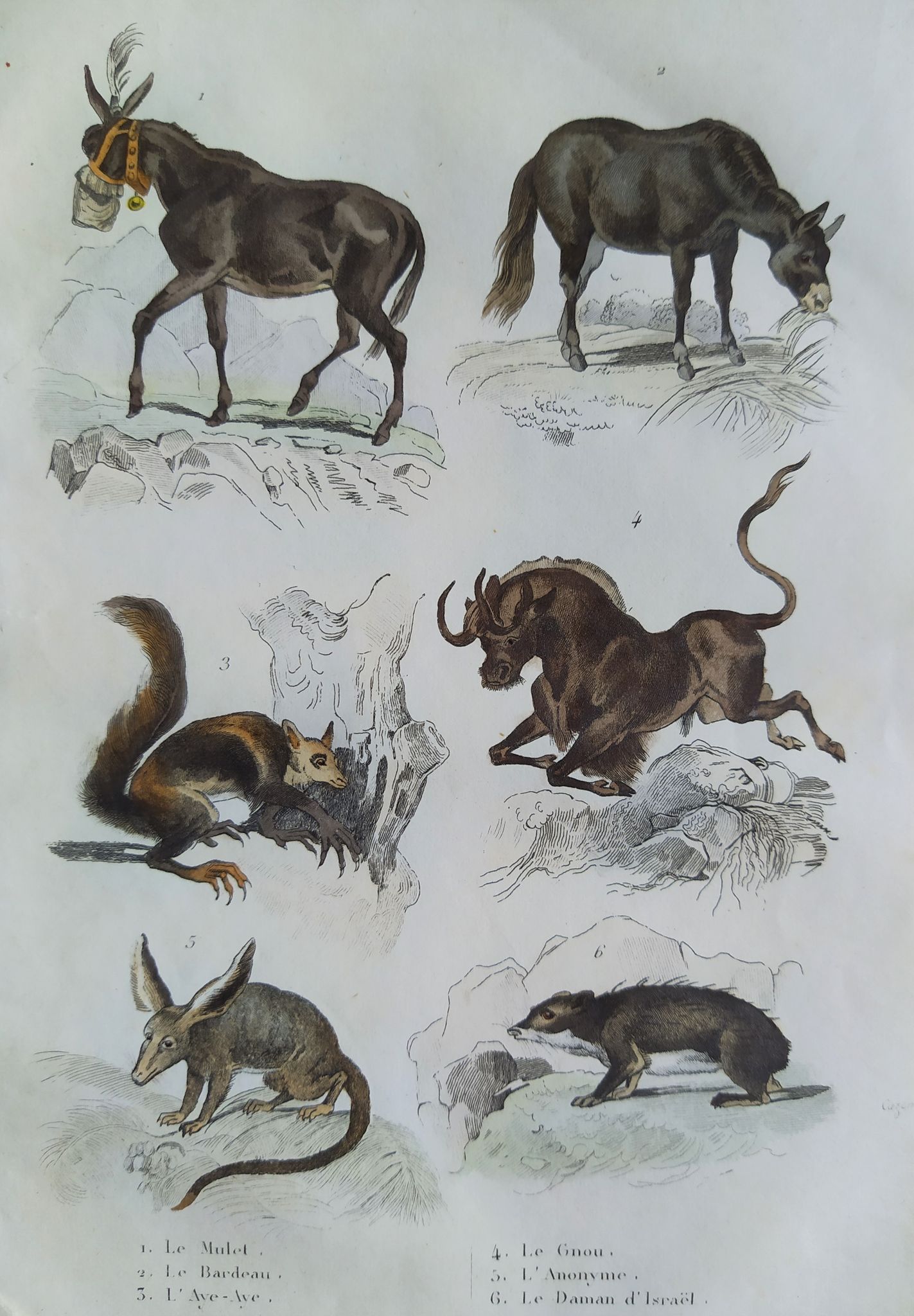 Planche zoologique originale " mulet, bardeau, aye aye,... - buffon 1838