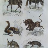 Original Zoological Plate " Mulet, Bardeau, Aye Aye,... - Buffon 1838