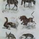 Original zoological plate "mule, shingle, aye aye,... - Buffon 1838