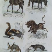 Planche zoologique originale " mulet, bardeau, aye aye,... - buffon 1838