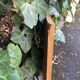Scandinavian teak mirror 60s