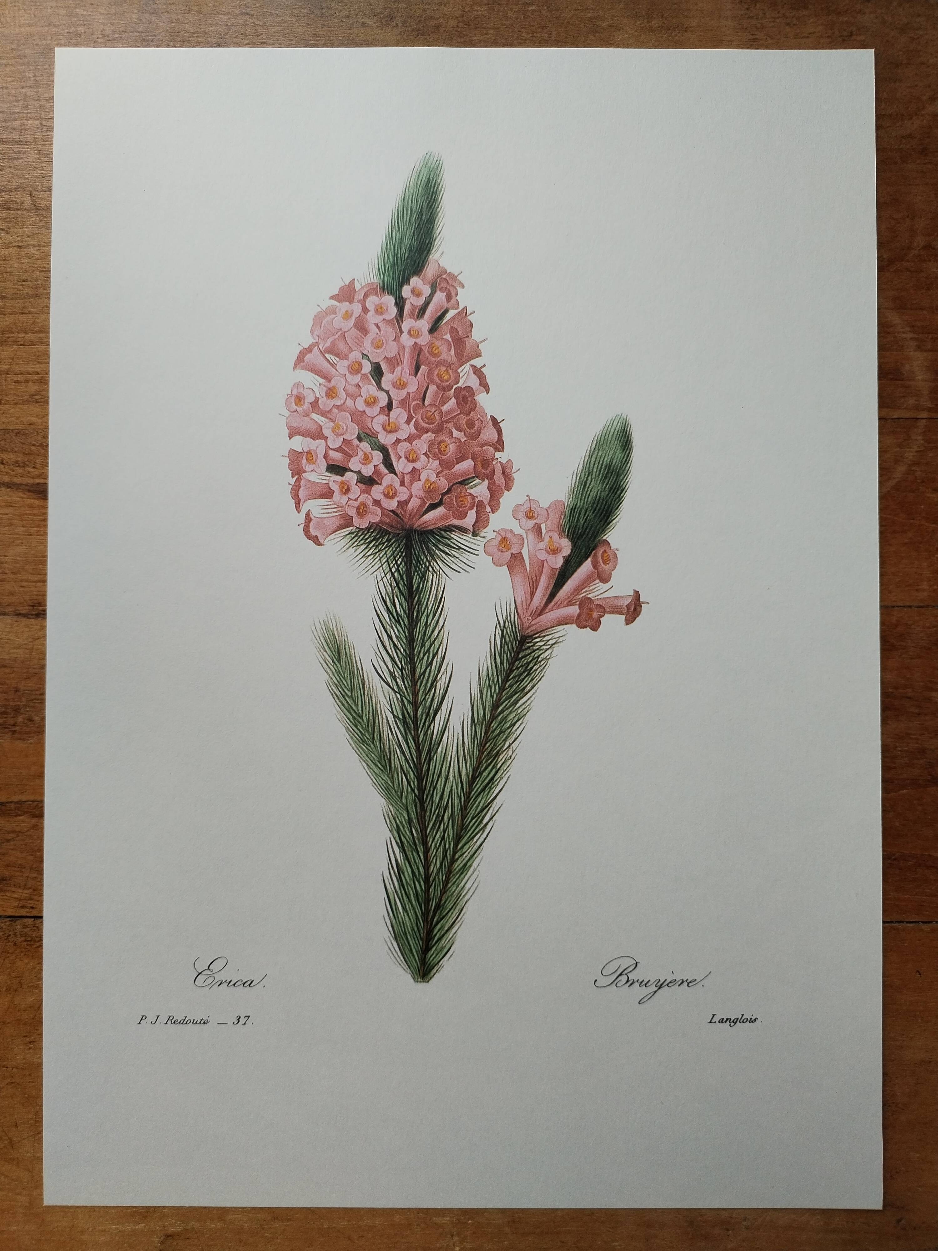 Planche illustrée originale Bruyère