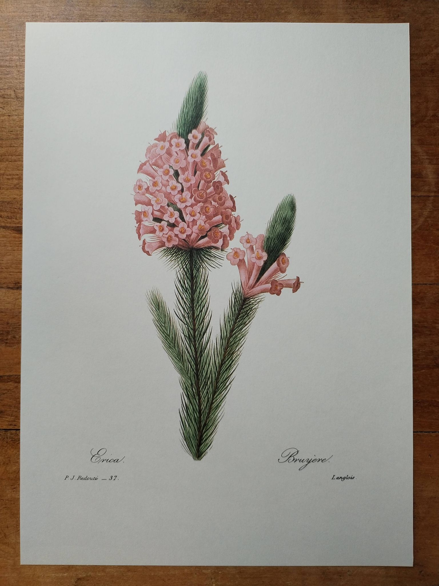 Planche illustrée originale Bruyère