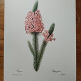 Planche illustrée originale Bruyère