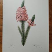 Planche illustrée originale Bruyère