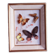 Cadre en bois doré avec papillons naturalisés