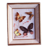 Gilded wooden frame with naturalized butterflies