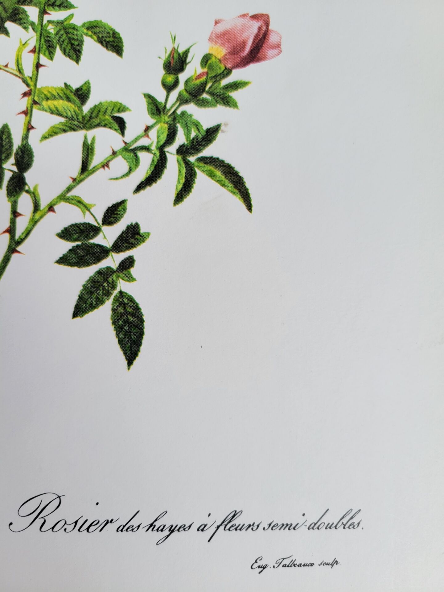 Planche botanique Rose des Hayes, P. J Redouté 1960