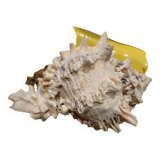 Murex shell