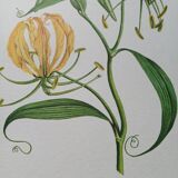 Botanical poster - Methonica Leopoldi