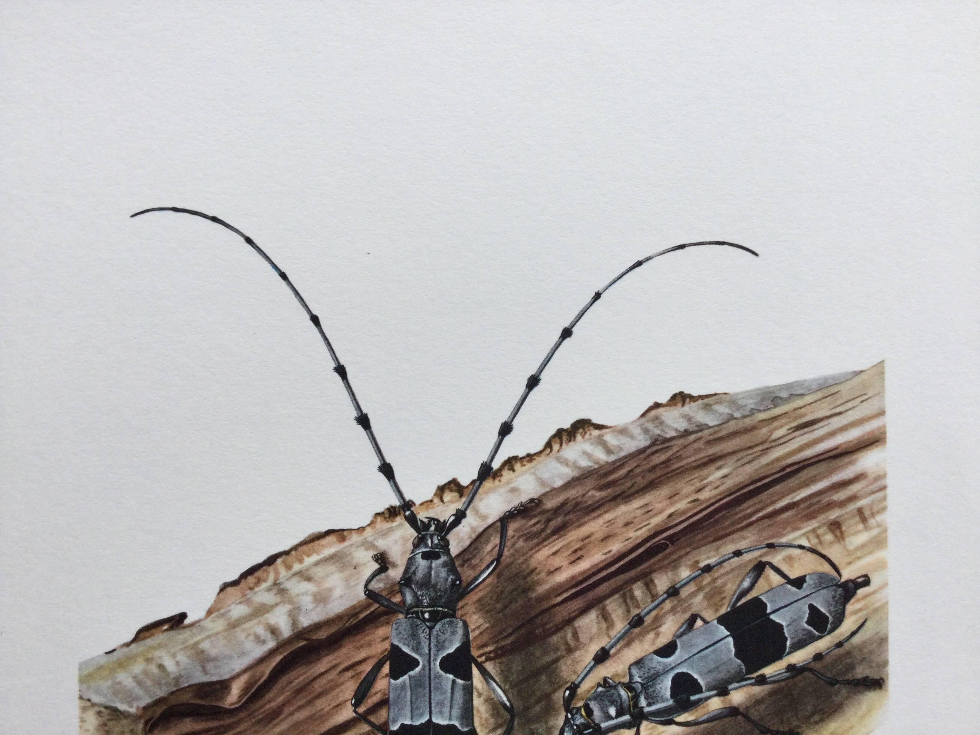 Antique Insect Illustration, Vintage Print 60s