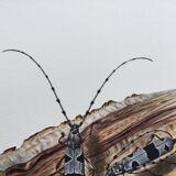 Illustration ancienne Insectes, Impression vintage années 60