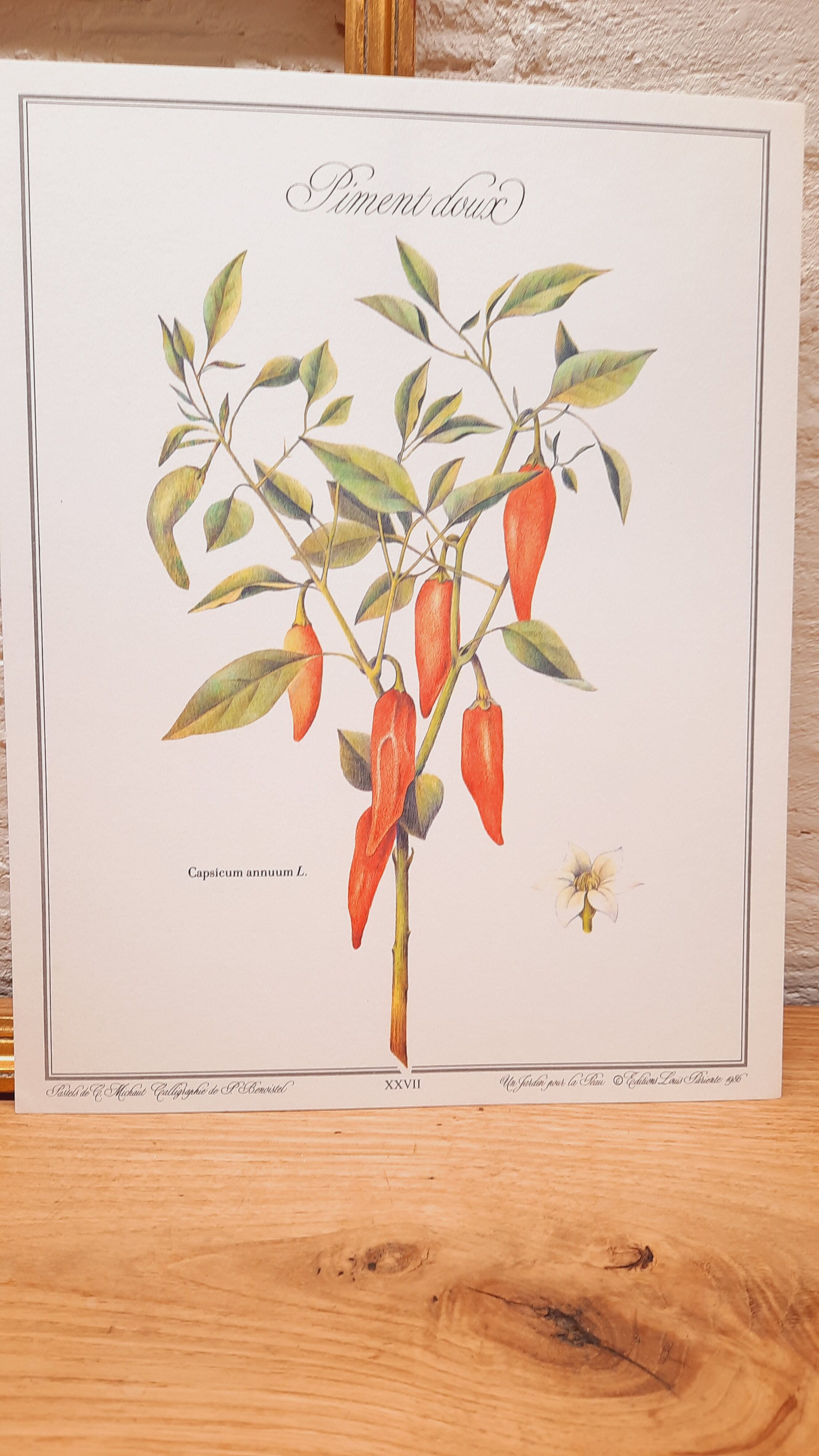 Botanical board Sweet pepper