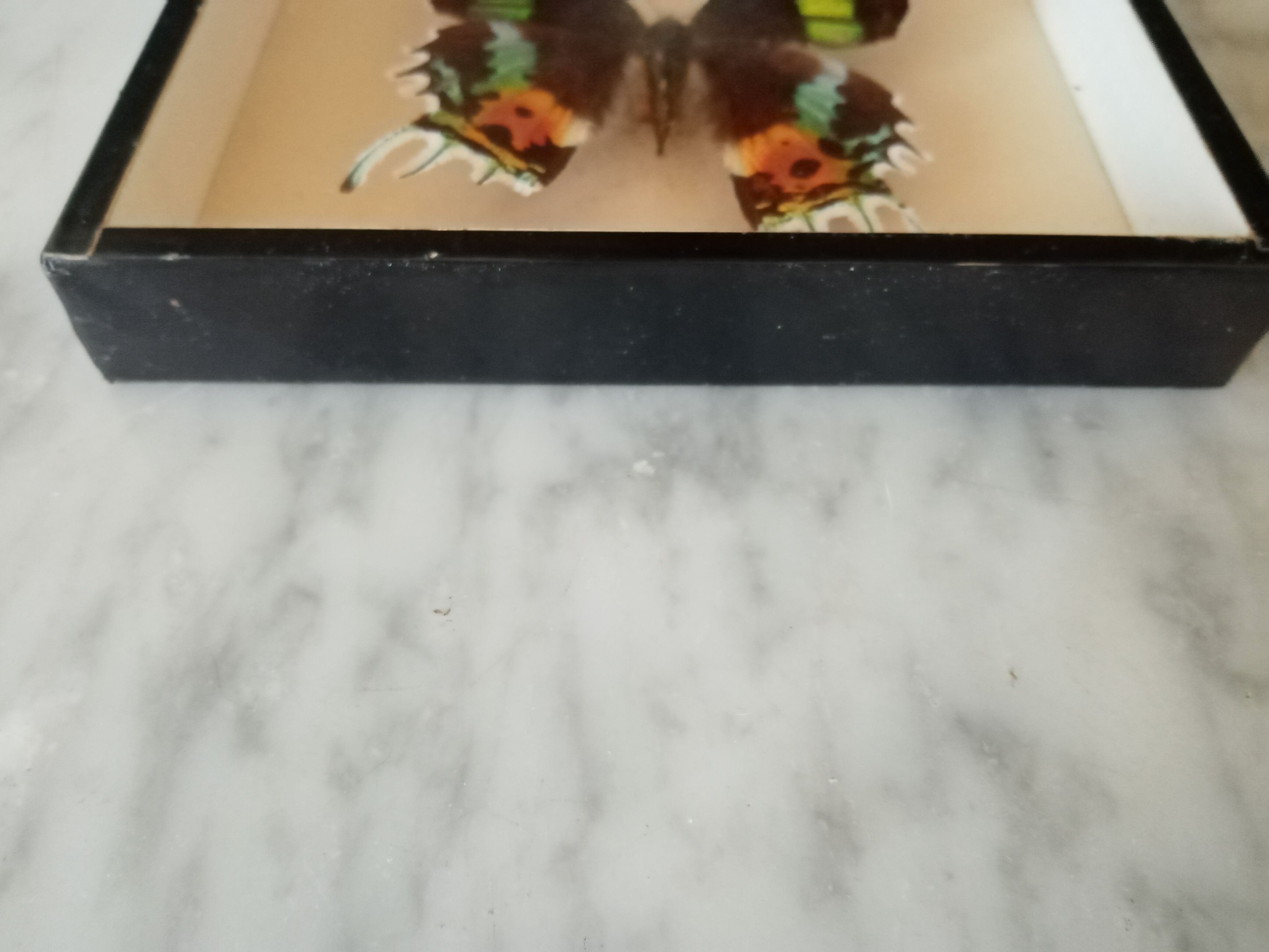 Naturalized butterfly
